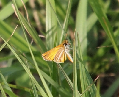 [A yellow butterfly with a triangular shape when the wings are closed is perched on a blade of grass. In this image each of the four lobes of the wings (two on each side) are visible. The are all rimmed in white with yellow centers. At the front end of the wings are brown patches. This butterfly has large balck eyes and relatively short, all yellow antenna.]